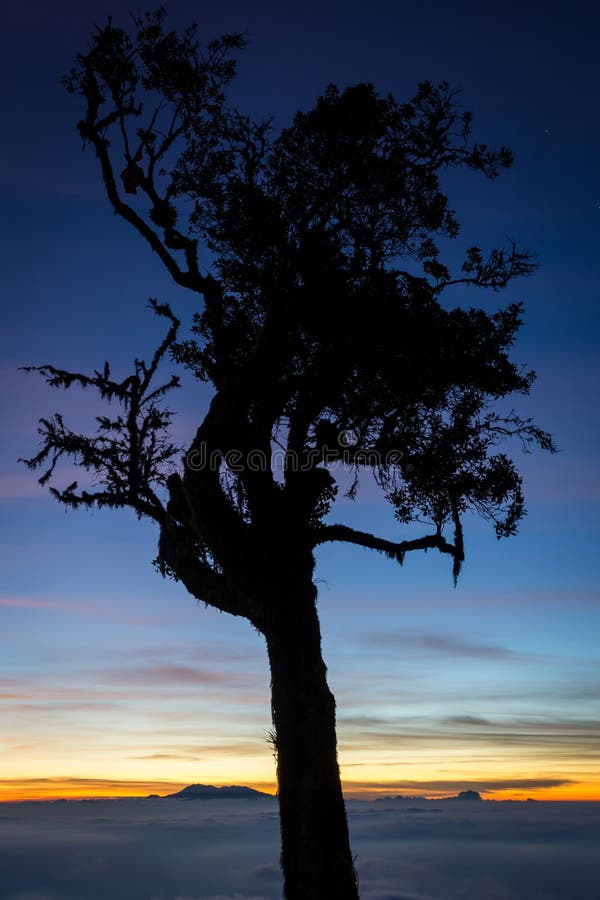 Una silueta del árbol con puesta del sol colorida o el cielo de la salida del sol en el sitio para acampar 7 Raung es el más desa imágenes de archivo libres de regalías Una silueta del árbol con puesta del sol colorida o el cielo de la salida del sol en el sitio para acampar 7 Raung es el más desa imágenes de archivo libres de regalías