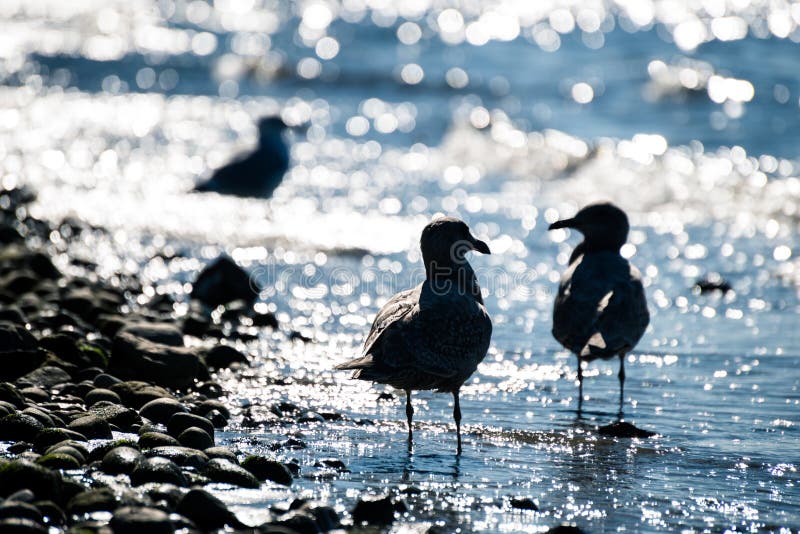 Una siluetta di due gabbiani nell'acqua sulla spiaggia che se esamina fotografie stock Una siluetta di due gabbiani nell'acqua sulla spiaggia che se esamina fotografie stock