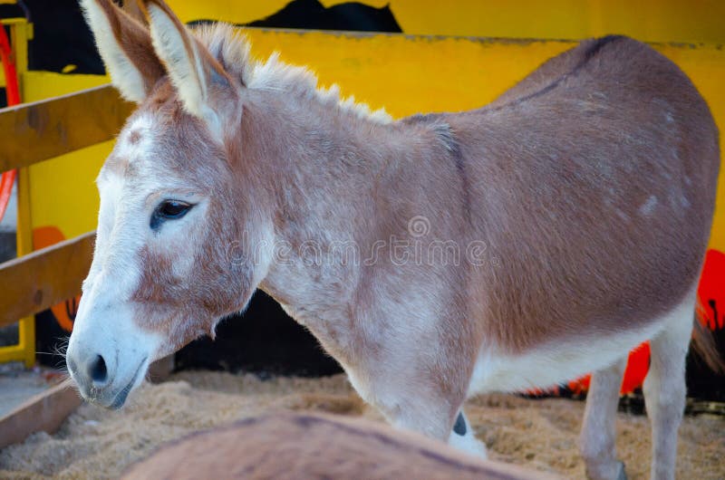 Una situación joven del burro de Brown sola imágenes de archivo libres de regalías Una situación joven del burro de Brown sola imágenes de archivo libres de regalías