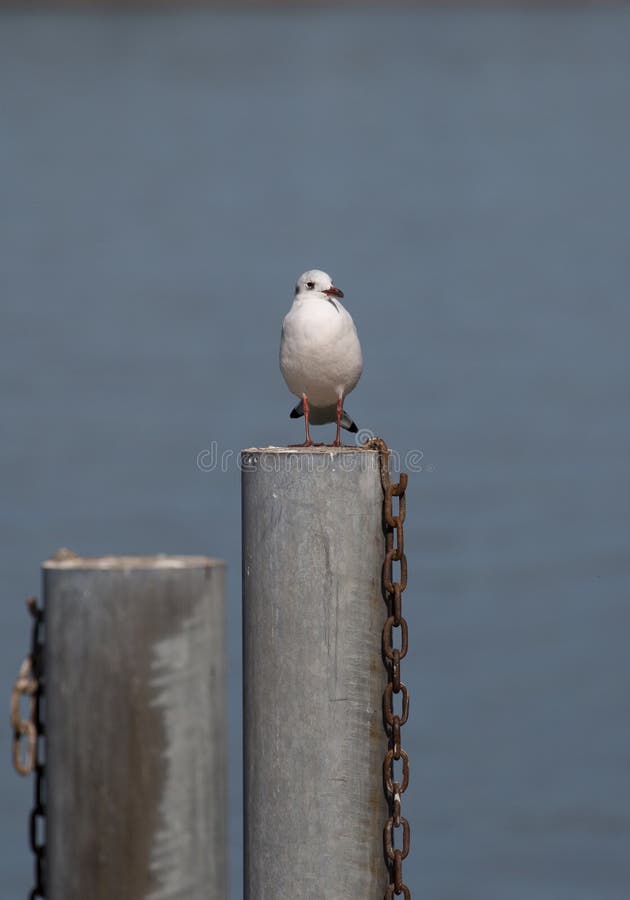 Una sola gaviota sentada en un poste imagen de archivo Una sola gaviota sentada en un poste imagen de archivo