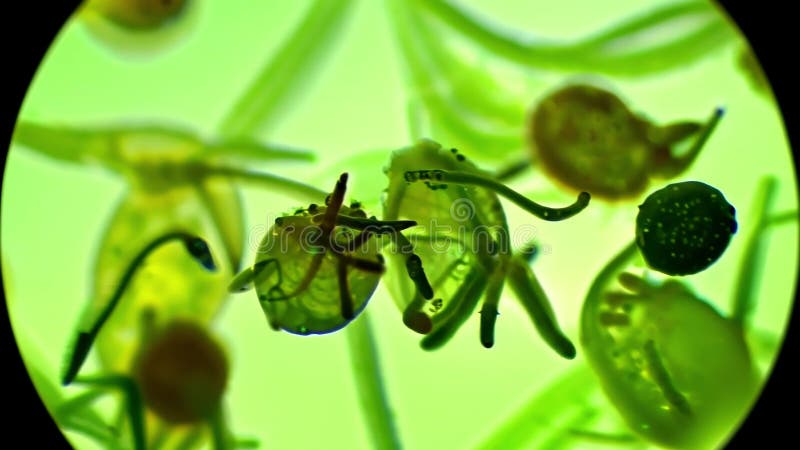 Una sola gota de agua que revela el mundo microscópico invisible lleno de vida. ilustración del vector