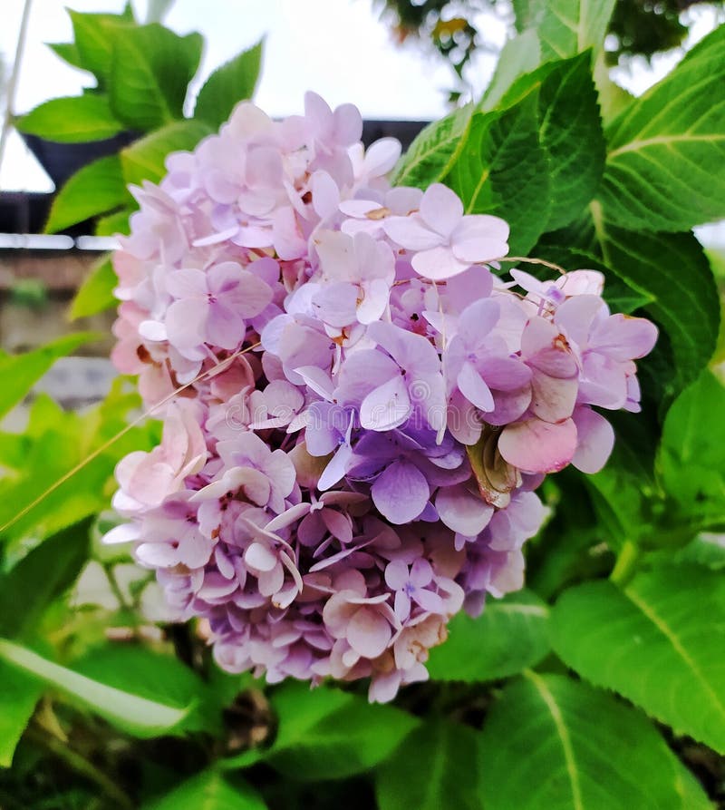 Una Sorprendente Combinación De Flores Rosas Y Violetas Foto de archivo -  Imagen de lila, flor: 208859876