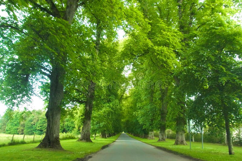 Una strada allineata albero immagini stock Una strada allineata albero immagini stock