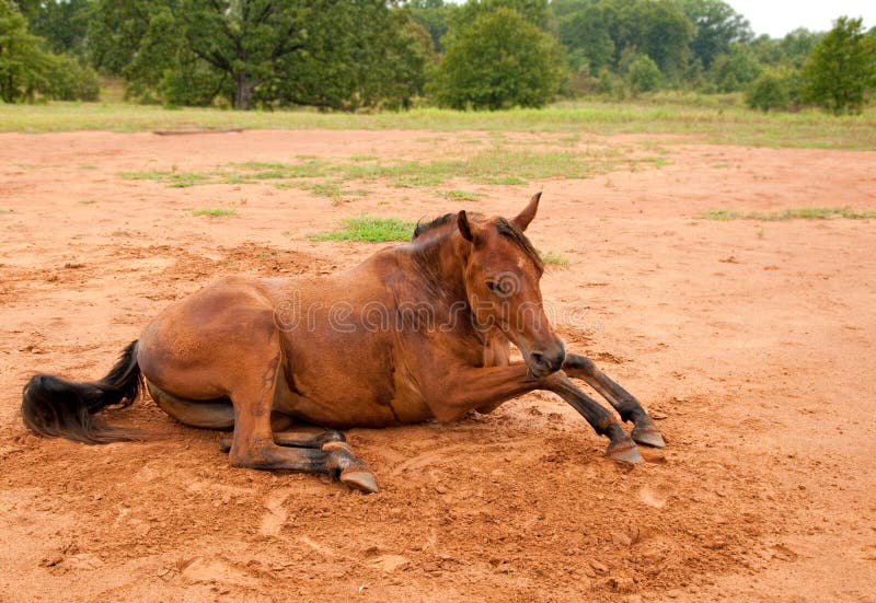 Una suciedad cubrió el caballo árabe que se levantaba fotos de archivo Una suciedad cubrió el caballo árabe que se levantaba fotos de archivo