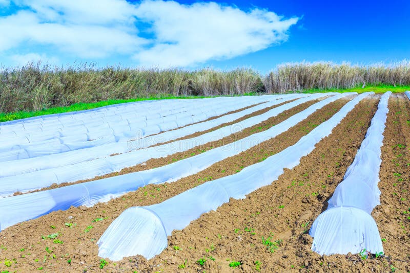 Una tecnología típica de la agricultura del cultivo temprano de la primavera de imagen de archivo libre de regalías Una tecnología típica de la agricultura del cultivo temprano de la primavera de imagen de archivo libre de regalías