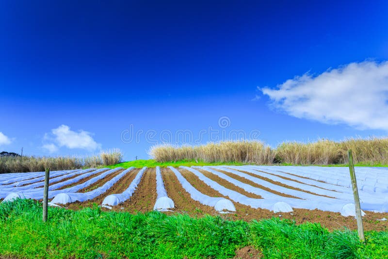 Una tecnología típica de la agricultura del cultivo temprano de la primavera de imagen de archivo Una tecnología típica de la agricultura del cultivo temprano de la primavera de imagen de archivo