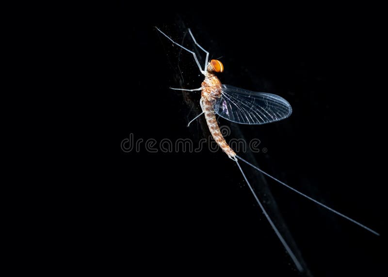 Una toma vertical de un insecto de mayfly sobre un vidrio negro imagen de archivo libre de regalías