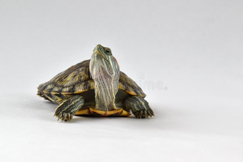 One small tortoise on a white background on the left side with a copy of the space. One small tortoise on a white background on the left side with a copy of the space