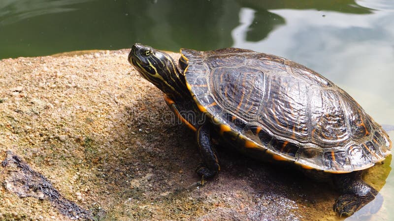 Una tortuga perezosa linda en un lago fotos de archivo libres de regalías Una tortuga perezosa linda en un lago fotos de archivo libres de regalías