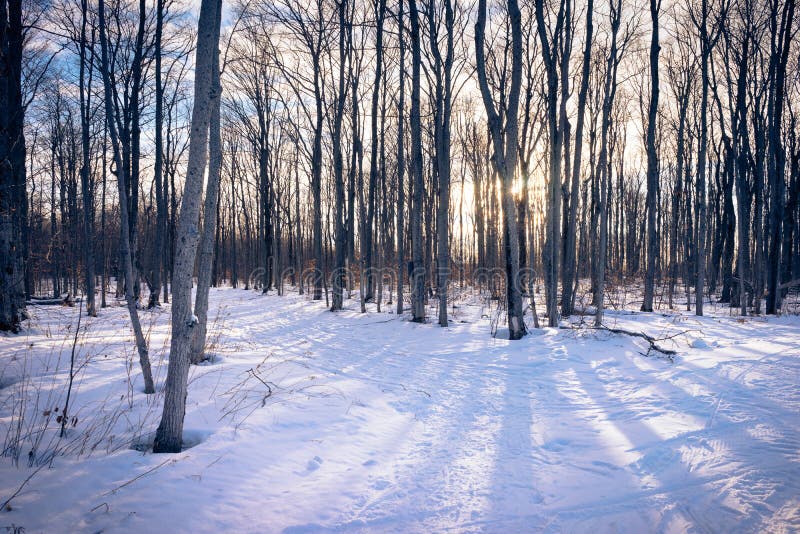Una traccia di escursione attraverso gli alberi di betulla nell'inverno immagine stock Una traccia di escursione attraverso gli alberi di betulla nell'inverno immagine stock