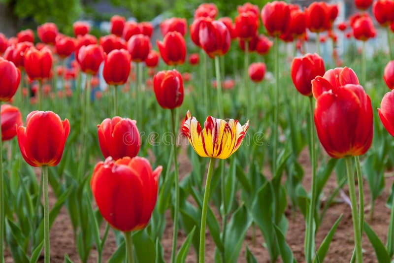 Una Tulip Amongst Many Red Tulips amarilla imágenes de archivo libres de regalías Una Tulip Amongst Many Red Tulips amarilla imágenes de archivo libres de regalías