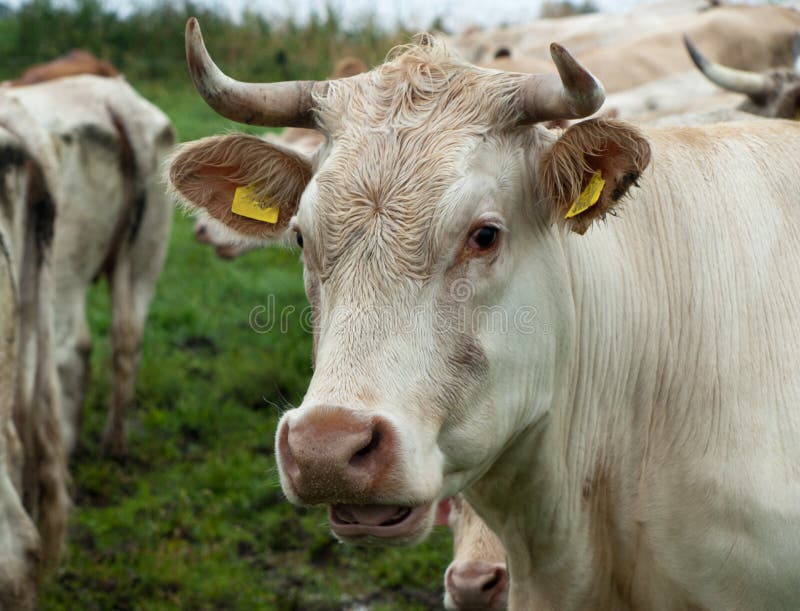 Una vaca adulta imagen de archivo. Imagen de animales 34376455