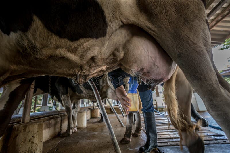 Una vaca con un hombre está ordeñando en una granja lechera fotos de archivo Una vaca con un hombre está ordeñando en una granja lechera fotos de archivo