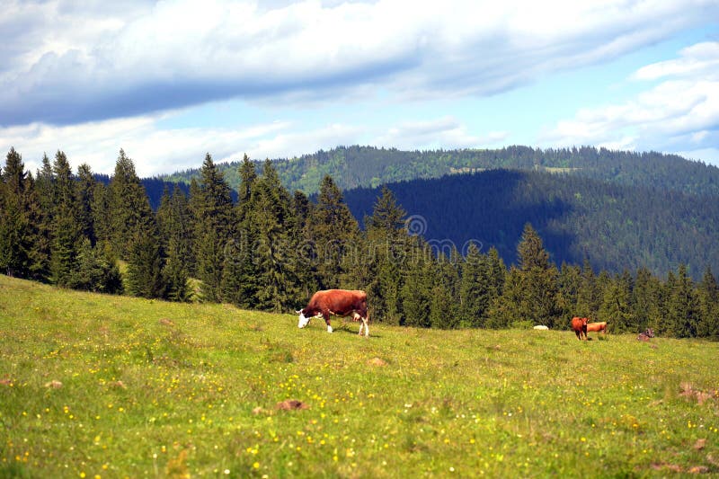 Una vaca está pastoreando en un prado. en un prado alto en una colina una vaca está pastoreando