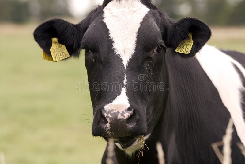 Una vaca holandesa