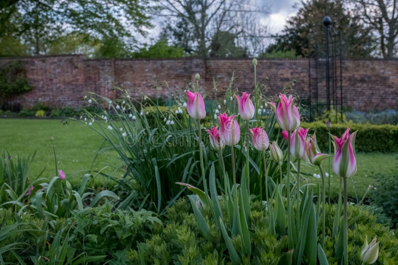 Una variedad de flores salvajes coloridas en la exhibición en Eastcote contienen los jardines, jardín emparedado histórico manten fotografía de archivo libre de regalías Una variedad de flores salvajes coloridas en la exhibición en Eastcote contienen los jardines, jardín emparedado histórico manten fotografía de archivo libre de regalías