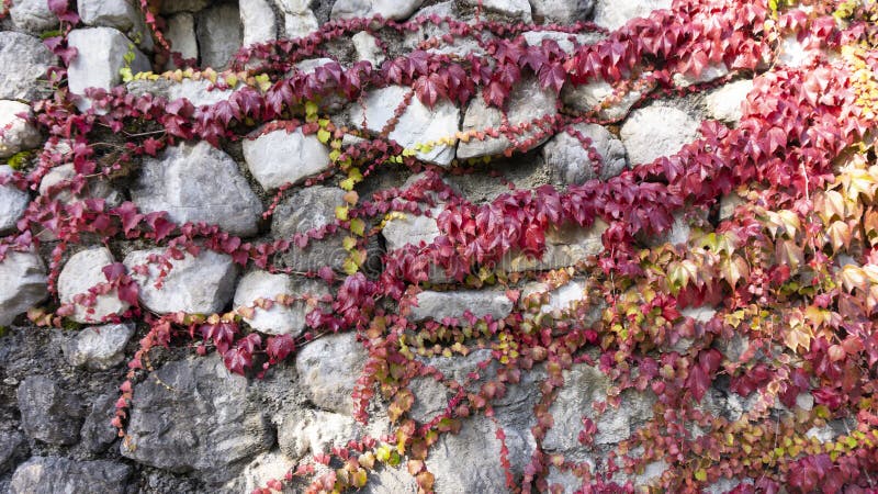 Una vecchia parete di pietra bianca è intrecciata da una pianta arrampicante con edera in rosso Idea per decorare una recinzione immagine stock libera da diritti Una vecchia parete di pietra bianca è intrecciata da una pianta arrampicante con edera in rosso Idea per decorare una recinzione immagine stock libera da diritti