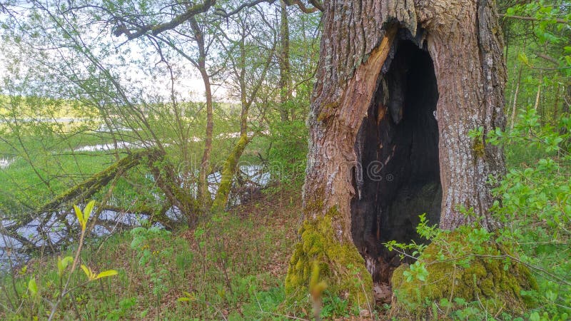 An old oak tree with a large scorched hollow inside grows in the forest at the edge of a swampy river floodplain. In spring the young leaves on the trees. An old oak tree with a large scorched hollow inside grows in the forest at the edge of a swampy river floodplain. In spring the young leaves on the trees
