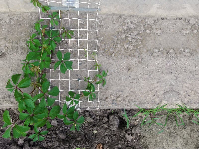 Una vid de las uvas salvajes ‘enredadera de Virginia ‘con las hojas verdes se arrastra para arriba la rejilla del metal en un mur fotos de archivo Una vid de las uvas salvajes ‘enredadera de Virginia ‘con las hojas verdes se arrastra para arriba la rejilla del metal en un mur fotos de archivo