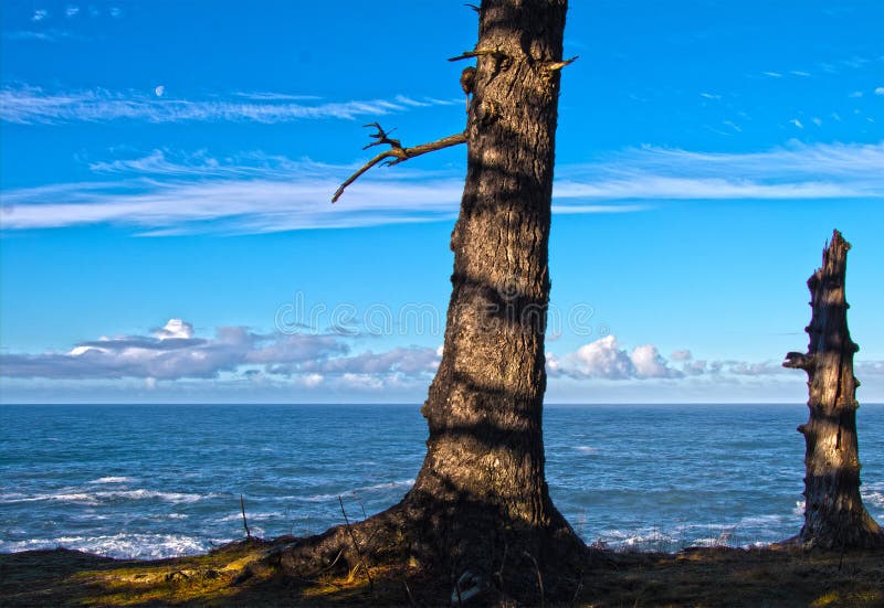 Una vista al mar de los árboles de la luna fotografía de archivo Una vista al mar de los árboles de la luna fotografía de archivo