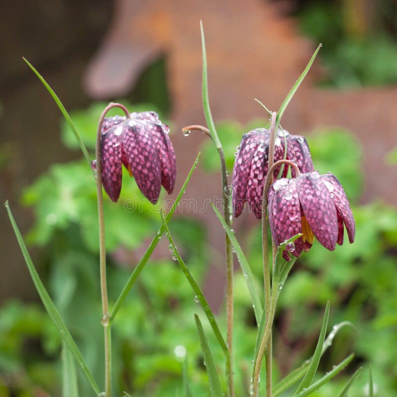 Una vista alta vicina di tre bei fiori del meleagris di Fritillaria coperti di rugiada dopo pioggia fotografia stock libera da diritti Una vista alta vicina di tre bei fiori del meleagris di Fritillaria coperti di rugiada dopo pioggia fotografia stock libera da diritti