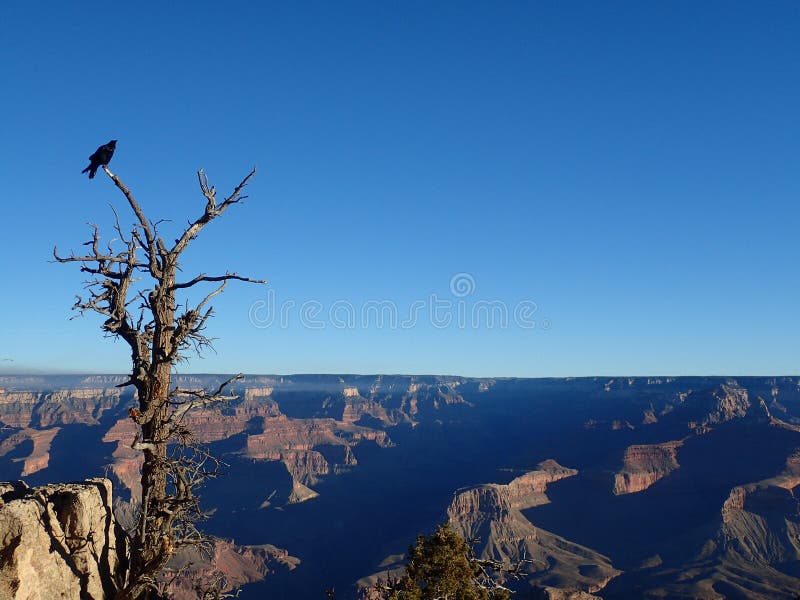 A beautiful view from the South Rim of the Grand Canyon. Featuring a raven perched on a tree. A beautiful view from the South Rim of the Grand Canyon. Featuring a raven perched on a tree.