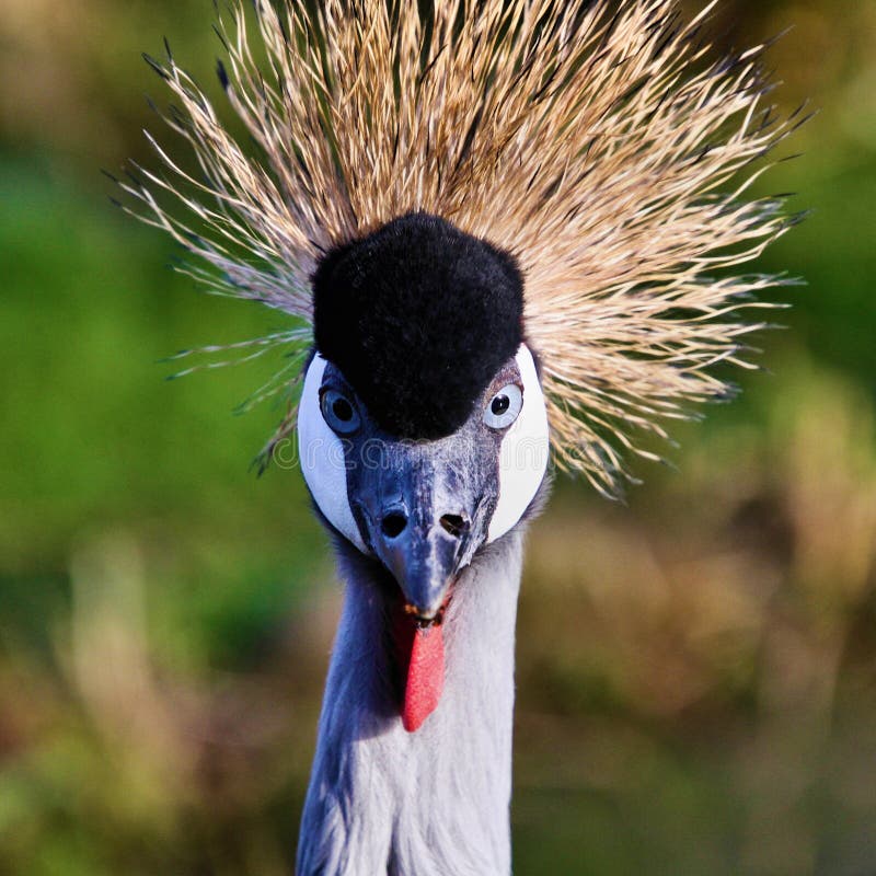 A close up of a Crowned Craned in the wild looking at the camera. A close up of a Crowned Craned in the wild looking at the camera