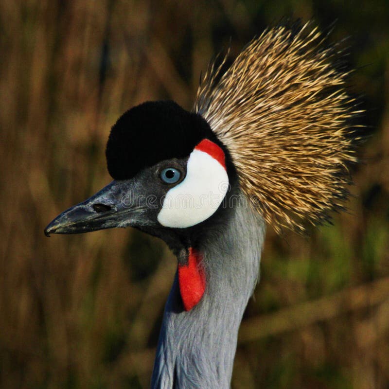 A close up of a Crowned Craned in the wild looking at the camera. A close up of a Crowned Craned in the wild looking at the camera