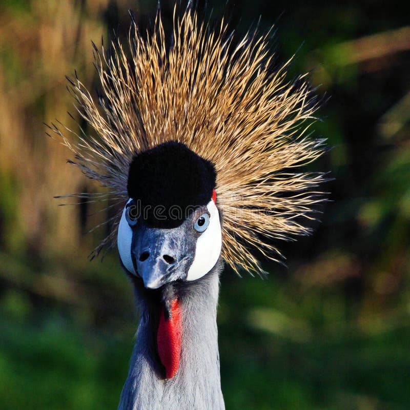 A close up of a Crowned Craned in the wild looking at the camera. A close up of a Crowned Craned in the wild looking at the camera