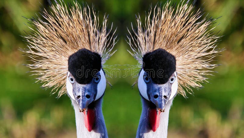 A close up of a Crowned Craned in the wild looking at the camera. A close up of a Crowned Craned in the wild looking at the camera