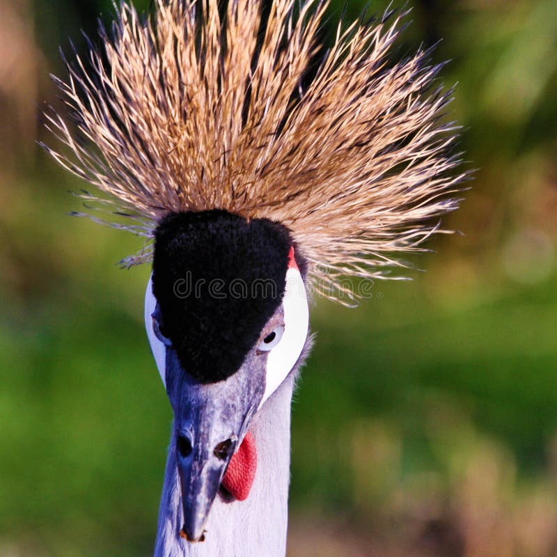 A close up of a Crowned Craned in the wild looking at the camera. A close up of a Crowned Craned in the wild looking at the camera