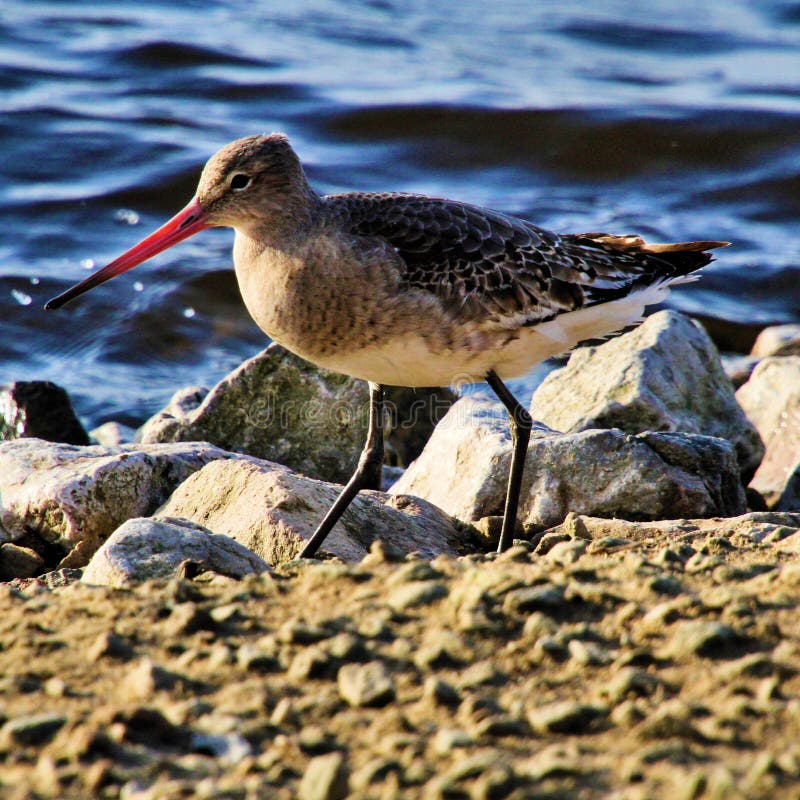 Una vista de un bar divino imágenes de archivo libres de regalías
