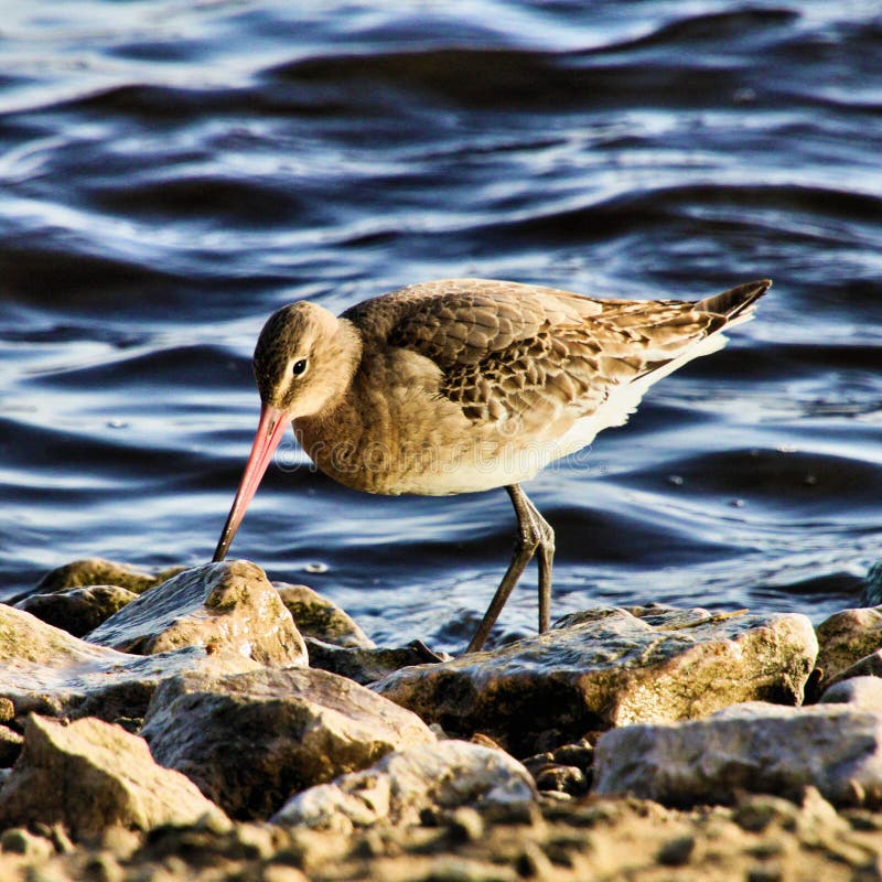 Una vista de un bar divino imágenes de archivo libres de regalías
