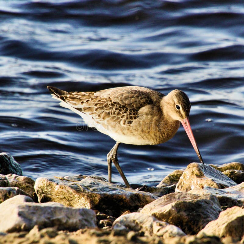 Una vista de un bar divino imágenes de archivo libres de regalías