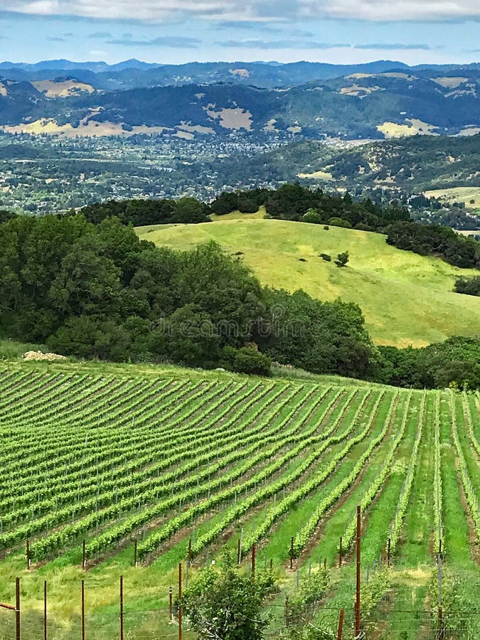 Una vista sopra le colline e le vigne della contea di Sonoma, California