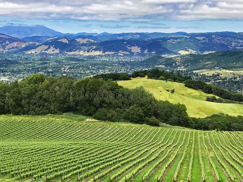 Una vista sopra le colline e le vigne della contea di Sonoma, California
