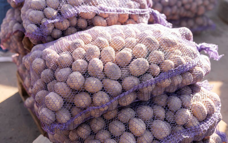 Una vivace scena di una pila di patate fresche in diverse dimensioni e colori, visualizzata nello stallo di un agricoltore immagini stock libere da diritti