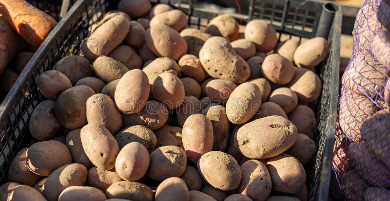 Una vivace scena di una pila di patate fresche in diverse dimensioni e colori, visualizzata nello stallo di un agricoltore immagini stock libere da diritti