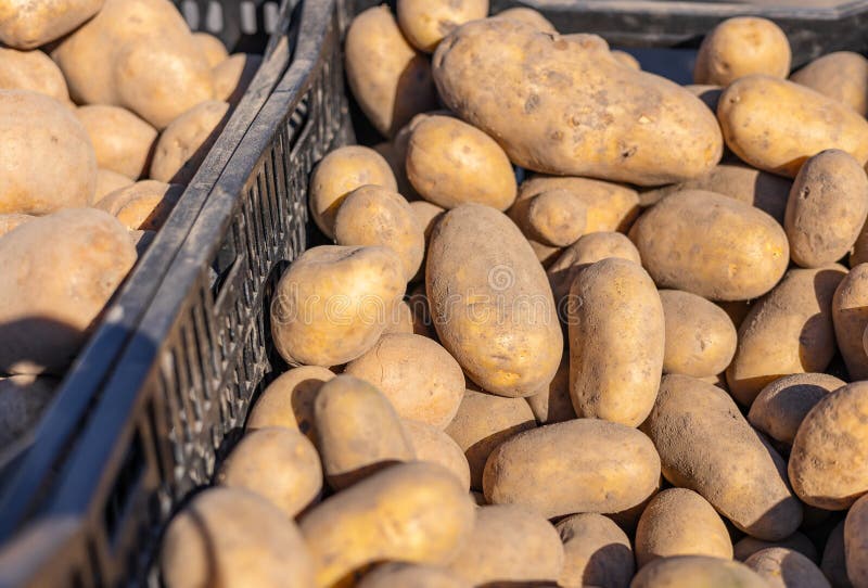 Una vivace scena di una pila di patate fresche in diverse dimensioni e colori, visualizzata nello stallo di un agricoltore fotografie stock libere da diritti