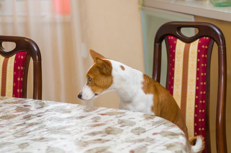 Unbefriedigtes basenji in der verärgerten Stimmung lizenzfreies stockbild Unbefriedigtes basenji in der verärgerten Stimmung lizenzfreies stockbild