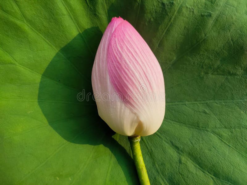 Unbloomed Waterlilies Stock Photos Free & RoyaltyFree Stock Photos