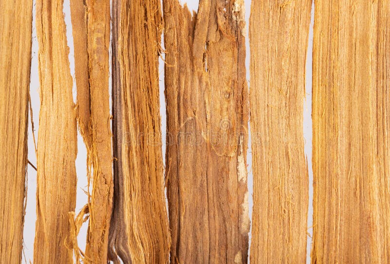 Uncaria Tomentosa Peruvian Plant Cat`s Claw Stock Photo Image of