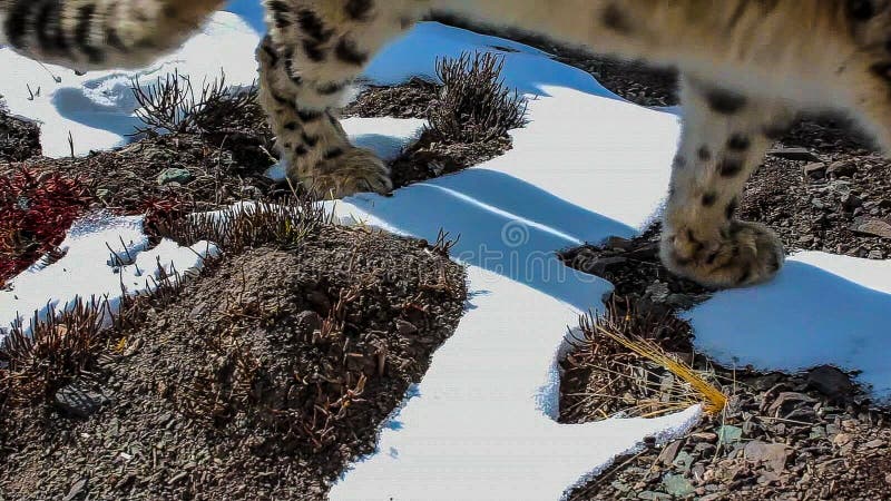 Uncia för Panthera för snöleopard i vintersnöplats arkivbild Uncia för Panthera för snöleopard i vintersnöplats arkivbild