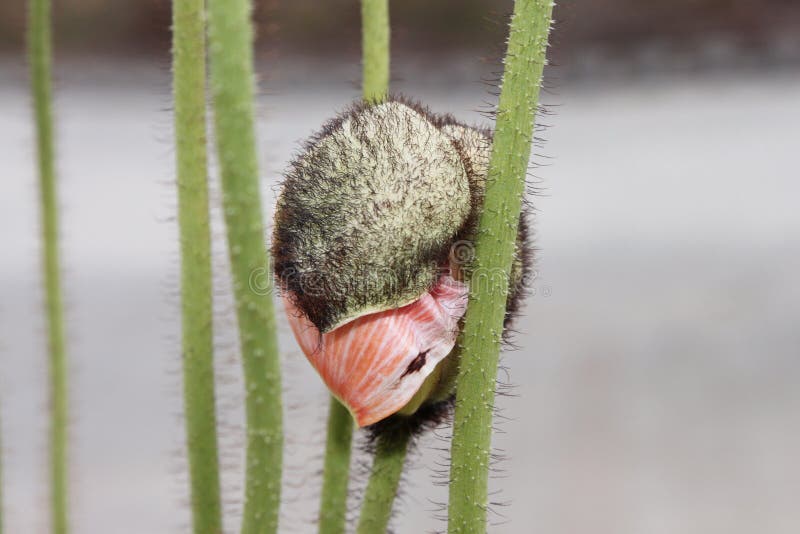 Unclasping maczek fotografia stock Unclasping maczek fotografia stock