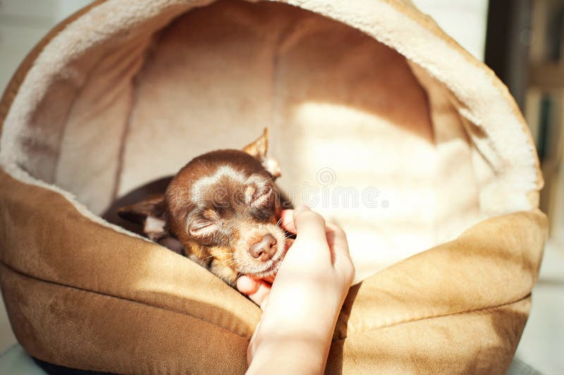 Unconditional Devoted Love. Owner`s Hand Stroking Little Toy-ter Stock