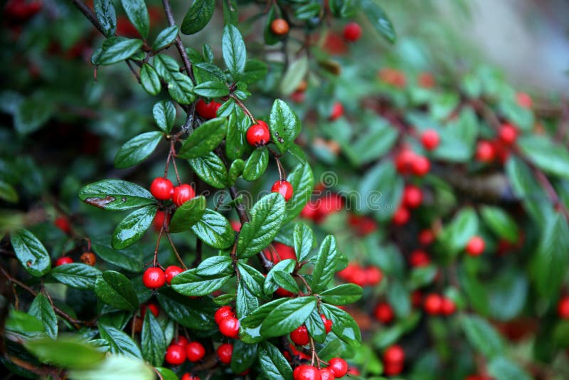 Plant with Red Berries and Green Leaves in the Rain Stock Photo Image