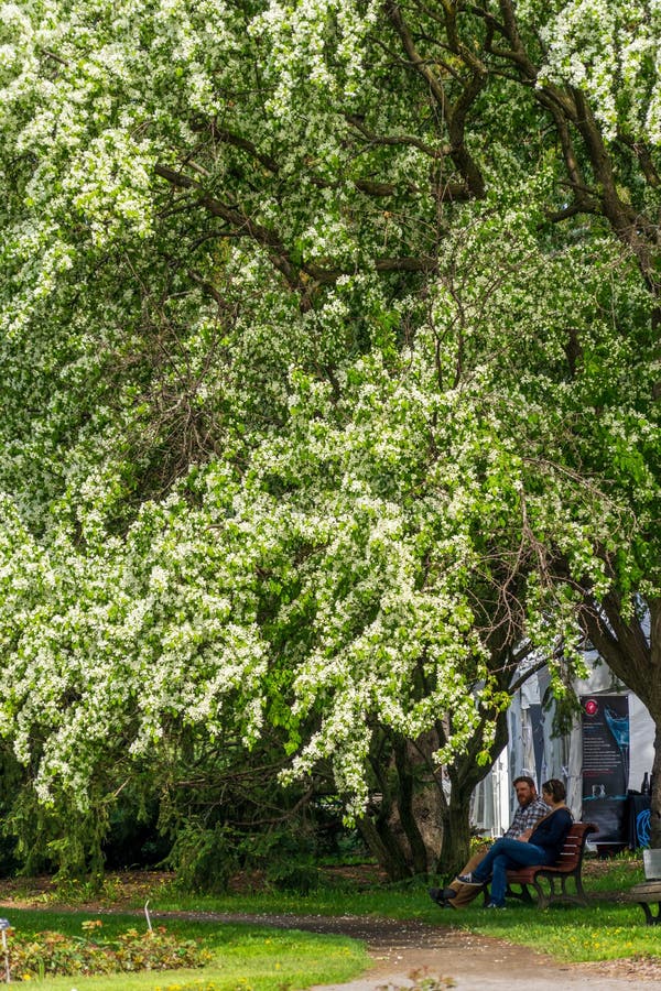 Under Apple Tree Shadow at Montreal Botanical Garden Editorial Photo