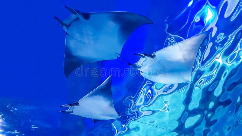 Stingray underside stock photo. Image of underwater, aquatic - 20645694
