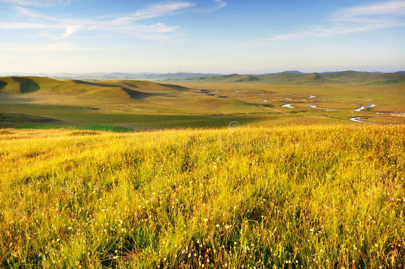 Under the Blue Sky and White Clouds of Grass Wildf Stock Image pic