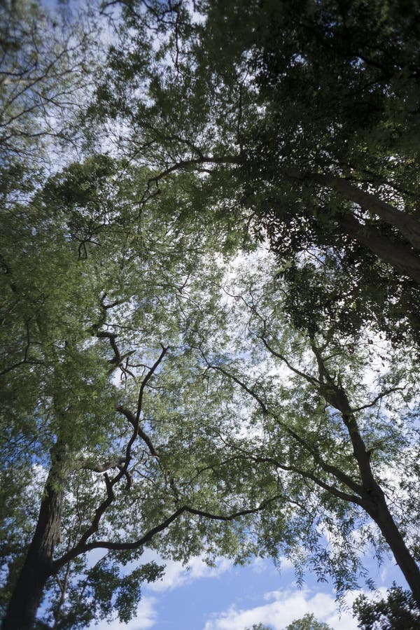 Under The Branch Of Tall Trees Green Leaves With Blue Sky Background